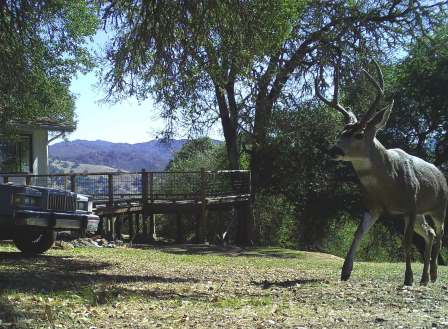 Morning Mist 6 point buck 04